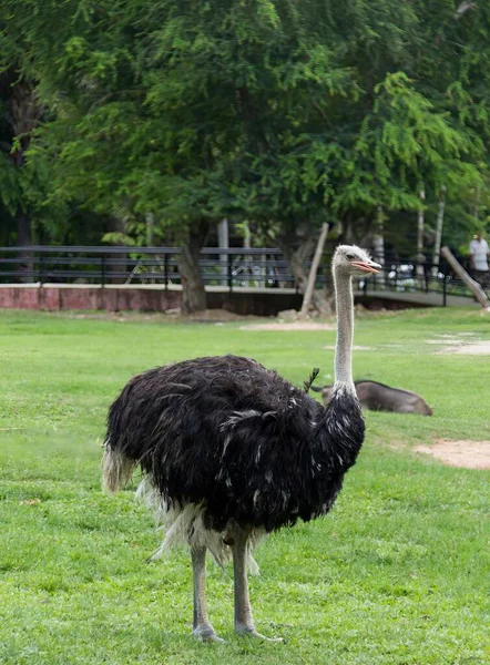 Photography Ostrich Standing Field Grass Large Ostrich Standing Grass Zoo — Stock Photo, Image