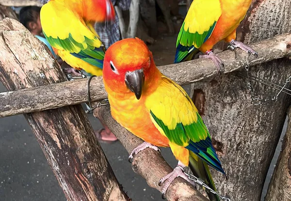 Fotografia Trzech Kolorowych Ptaków Siedzących Gałęzi Trzech Kolorowych Ptaków Siedzących — Zdjęcie stockowe