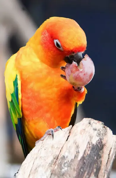Fotografia Kolorowego Ptaka Siedzącego Gałęzi Drzewa Jaskrawo Kolorowy Ptak Siedzący — Zdjęcie stockowe