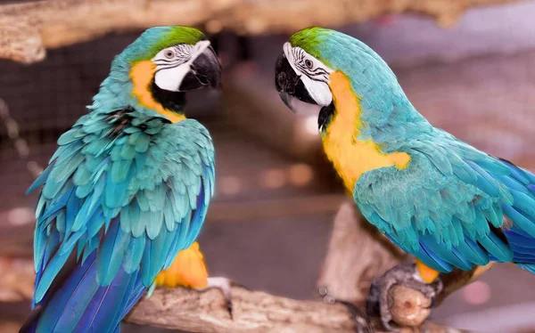 Photography Two Parrots Sitting Branch Beaks Open — Stock Photo, Image