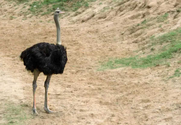 Photography Ostrich Standing Dirt Road Large Bird Standing Dirt Road — Stock Photo, Image