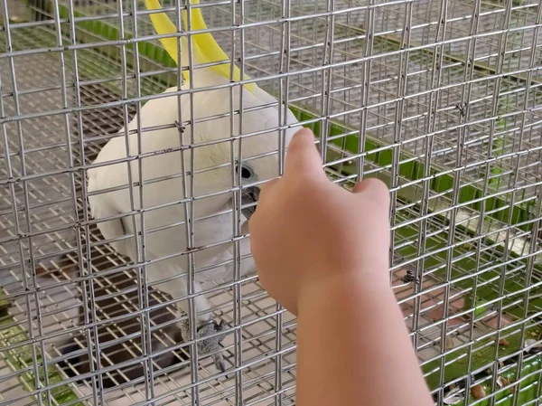 a photography of a person reaching for a bird in a cage, someone is feeding a bird in a cage with a yellow handle.