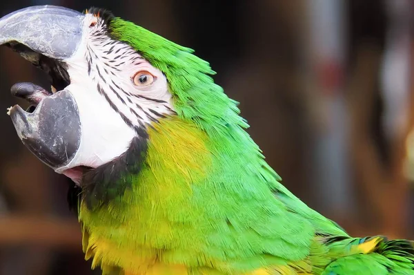 Fotografia Papugi Otwartymi Ustami Otwartym Dziobem — Zdjęcie stockowe