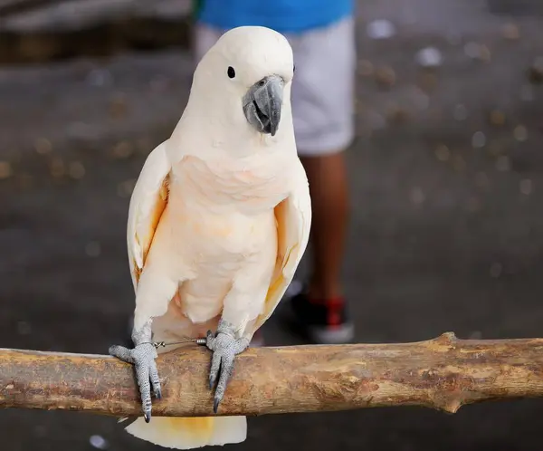 Uma Fotografia Papagaio Branco Sentado Galho Com Uma Pessoa Fundo — Fotografia de Stock
