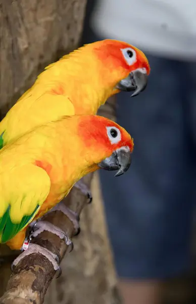Una Fotografía Dos Pájaros Amarillos Verdes Encaramados Una Rama Árbol — Foto de Stock