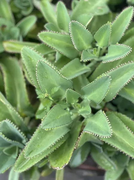 Eine Fotografie Einer Pflanze Mit Grünen Blättern Und Weißen Punkten — Stockfoto