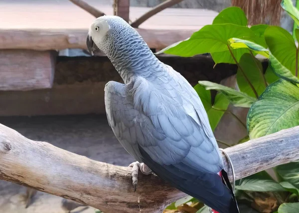 Eine Fotografie Eines Papageis Der Auf Einem Ast Einem Zoo — Stockfoto