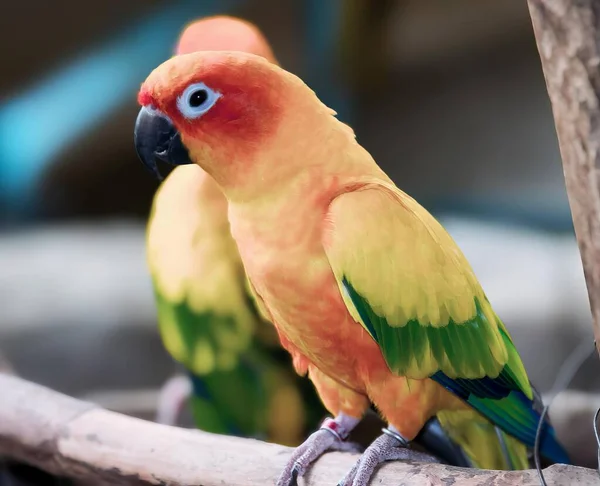 Una Fotografía Dos Pájaros Coloridos Sentados Una Rama Hay Dos —  Fotos de Stock