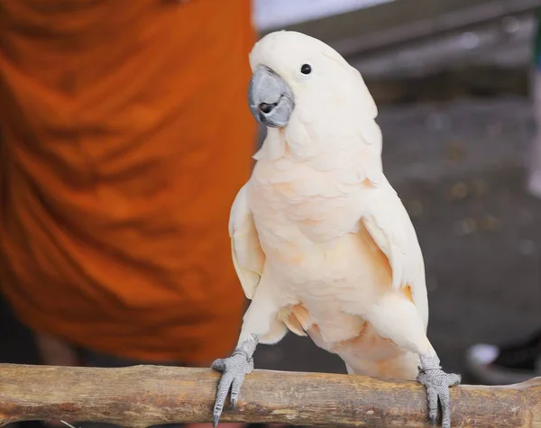Una Fotografia Uccello Bianco Appollaiato Ramo Con Una Persona Sullo — Foto Stock