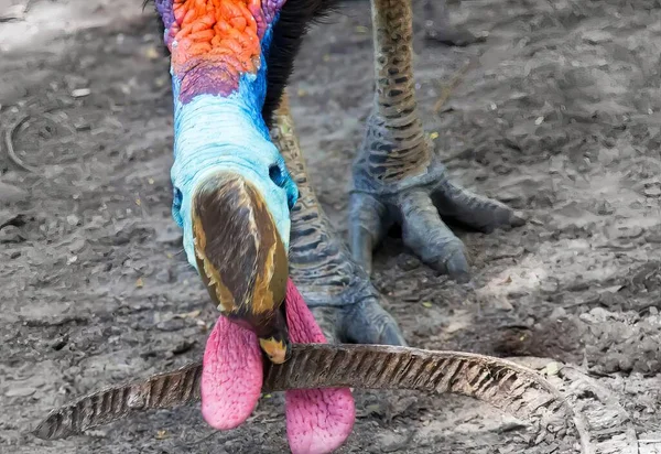 Photography Colorful Bird Its Feet Dirt Close Colorful Bird Long — Stock Photo, Image