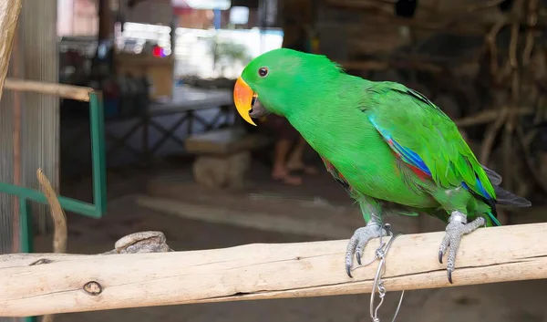 Hayvanat Bahçesindeki Bir Dalda Oturan Yeşil Bir Papağanın Fotoğrafı Kafesteki — Stok fotoğraf