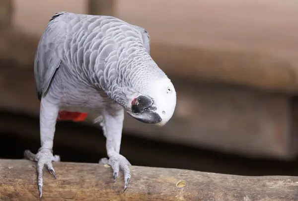 Uma Fotografia Papagaio Galho Com Cabeça Virada Pássaro Que Está — Fotografia de Stock