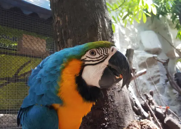 Fotografie Eines Farbenfrohen Papageis Auf Einem Ast Sitzend Papagei Auf — Stockfoto