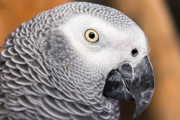 a photography of a parrot with a white head and a gray body, there is a close up of a parrot with a very large eye.