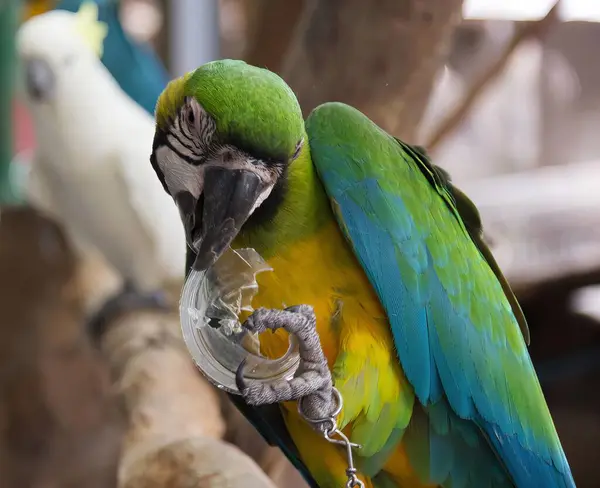 a photography of a parrot with a chain around its neck, there is a parrot that is sitting on a branch with a chain.