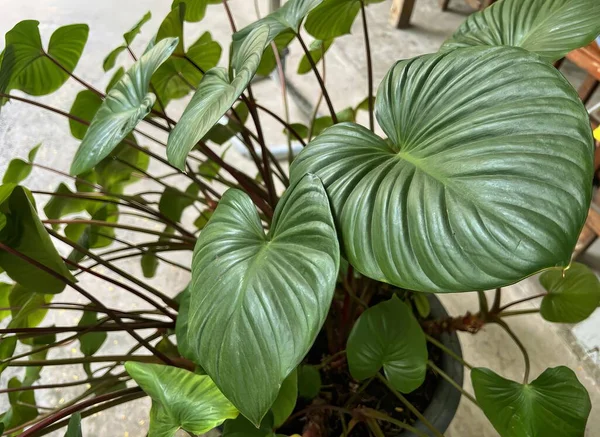 stock image a photography of a plant with large green leaves in a pot, there is a plant that is growing in a pot.