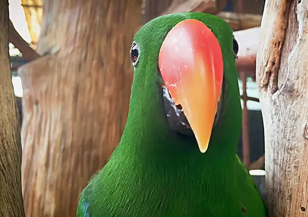 a photography of a green bird with a red beak and a yellow beak, there is a green bird with a red beak and a yellow beak.