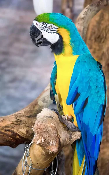 Фотографія Папуги Сидить Гілці Ланцюгом Навколо Нього — стокове фото