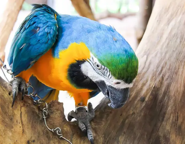 Una Fotografía Pájaro Colorido Encaramado Una Rama Árbol Loro Azul —  Fotos de Stock