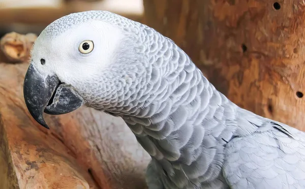 a photography of a parrot with a white head and gray feathers, there is a large gray parrot standing on a wooden perch.