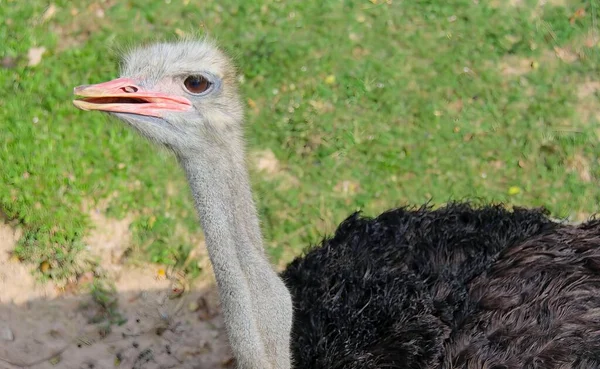 Photography Ostrich Very Large Beak Large Bird Standing Grass — Stock Photo, Image