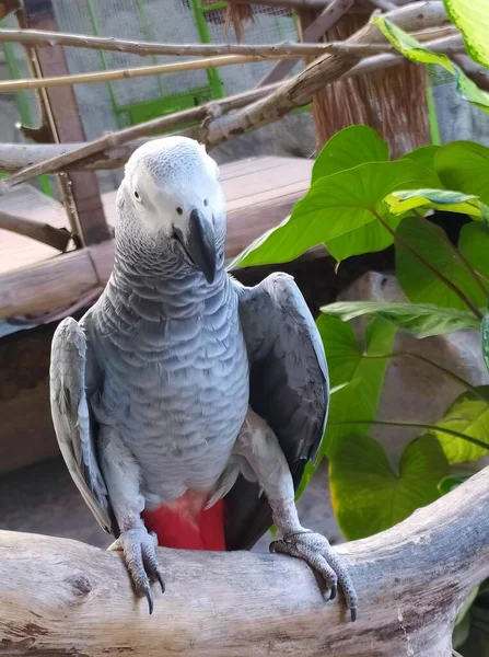 Uma Fotografia Papagaio Sentado Galho Com Uma Bola Vermelha Pássaro — Fotografia de Stock