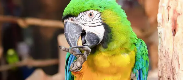 Uma Fotografia Papagaio Com Uma Cabeça Verde Amarela Bico Azul — Fotografia de Stock