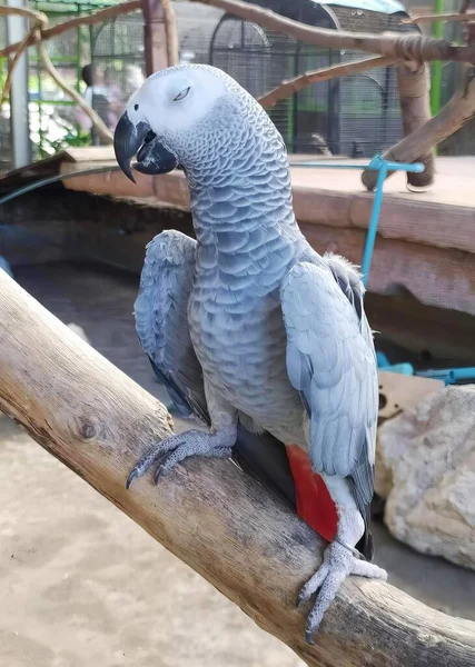 Ein Foto Eines Papageis Der Auf Einem Ast Einem Zoo — Stockfoto