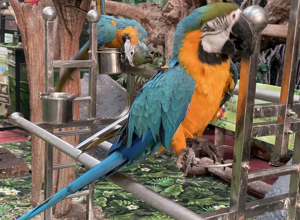 Ein Foto Von Zwei Papageien Die Auf Einer Metallleiter Sitzen — Stockfoto