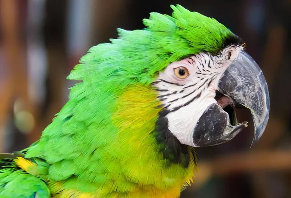 Fotografia Papugi Zieloną Żółtą Głową — Zdjęcie stockowe