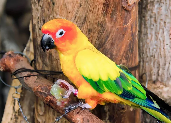a photography of a colorful bird perched on a tree branch, brightly colored bird perched on a branch with a piece of fruit.