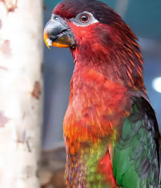 木の枝に座っているカラフルな鳥の写真 動物園の木の枝に覆われた明るい色の鳥の写真 — ストック写真