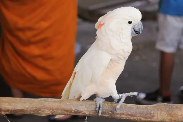 Fotografia Białego Ptaka Siedzącego Gałęzi Ludźmi Tle — Zdjęcie stockowe