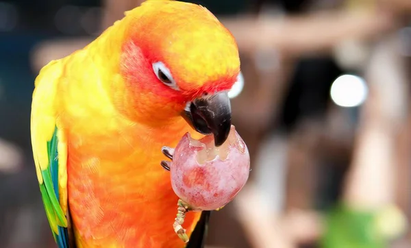 Una Fotografía Pájaro Colorido Comiendo Una Pieza Fruta Pájaro Colores — Foto de Stock