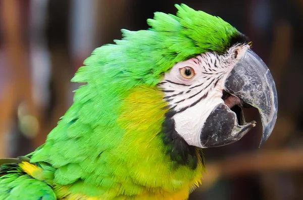Fotografia Papugi Zieloną Żółtą Głową — Zdjęcie stockowe