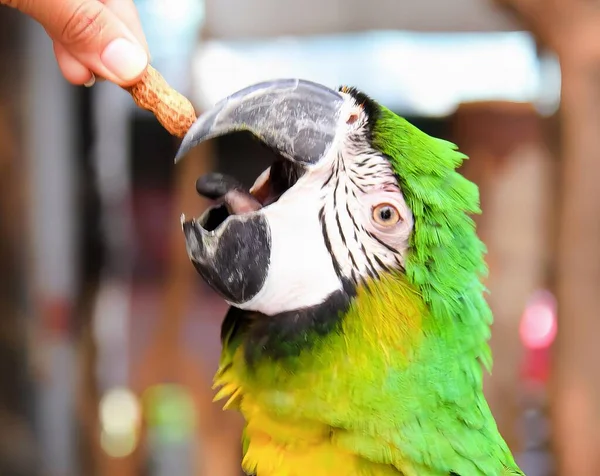 Фотография Попугая Поедающего Кусок Хлеба Попугай Поедающий Кусок Хлеба Руки — стоковое фото