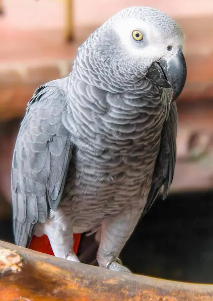 Uma Fotografia Papagaio Sentado Ramo Com Fundo Embaçado Grande Papagaio — Fotografia de Stock