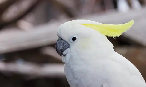 Fotografia Białego Ptaka Żółtym Irokezem Głowie Biały Ptak Żółtym Irokezem — Zdjęcie stockowe