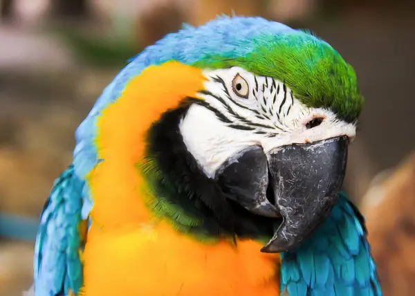 Fotografia Barwnej Papugi Niebiesko Żółtej Twarzy Niebiesko Żółtymi Piórami Zieloną — Zdjęcie stockowe