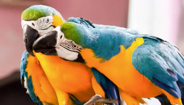 Фотографія Двох Барвистих Птахів Сидять Окунях Два Папуги Які Сидять — стокове фото