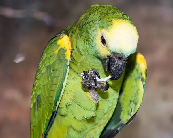 a photography of a green parrot with a yellow beak and a black beak, there is a green parrot that is sitting on a branch.