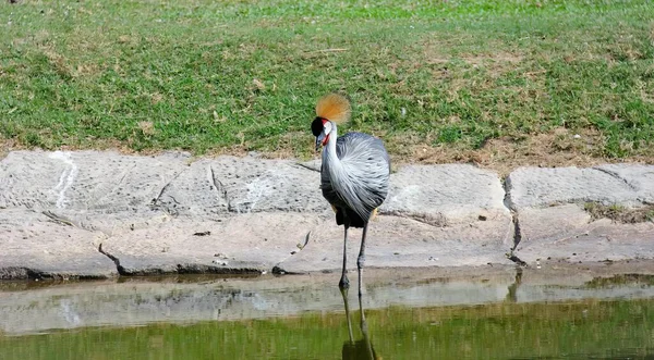 a photography of a crane standing in the water with its head in the water, there is a bird that is standing in the water.