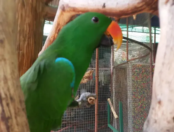 一只蓝色的脸和黄色的嘴的绿鹦鹉的照片 有一只站在树枝上的绿鹦鹉 — 图库照片
