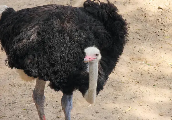 Photography Ostrich Pink Beak White Head Large Ostrich Walking Dirt — Stock Photo, Image