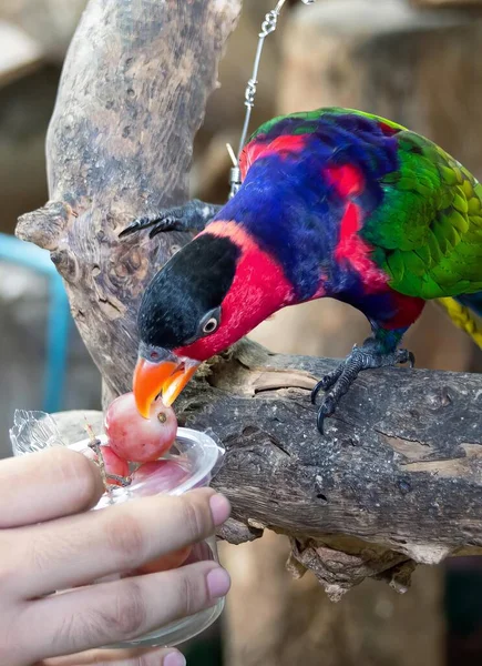 Una Fotografía Pájaro Colorido Comiendo Comida Mano Una Persona —  Fotos de Stock