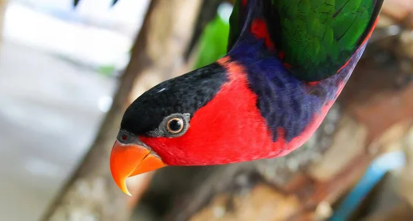 Una Fotografía Pájaro Colorido Con Pico Naranja Brillante Pájaro Colores —  Fotos de Stock
