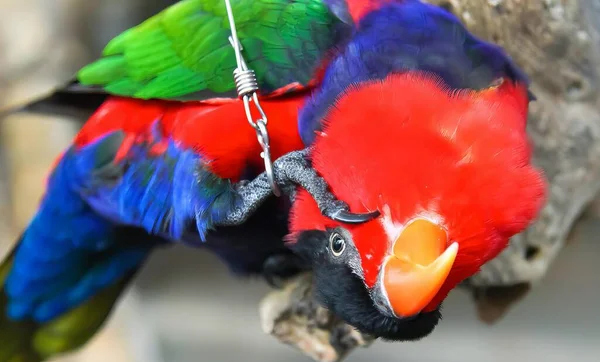 Una Fotografía Pájaro Colorido Con Pico Rojo Alas Verdes Hay —  Fotos de Stock