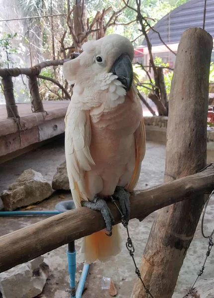 Una Fotografía Pájaro Sentado Una Rama Zoológico Hay Pájaro Blanco —  Fotos de Stock