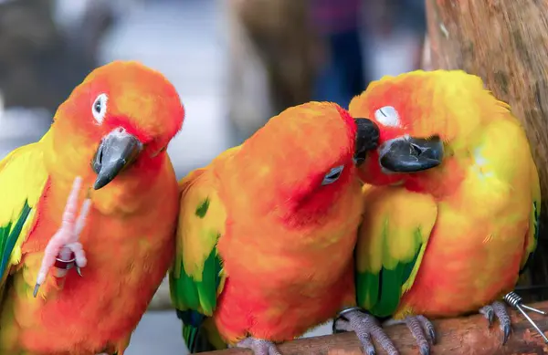 Фотографія Трьох Різнокольорових Птахів Сидять Гілці — стокове фото