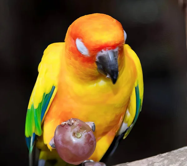 Фотография Красочной Птицы Сидящей Ветке Фруктами Клюве — стоковое фото